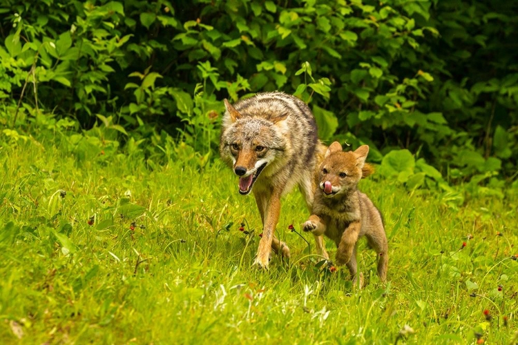 Picture of MINNESOTA-PINE COUNTY COYOTE MOTHER WITH PUP 