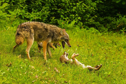 Picture of MINNESOTA-PINE COUNTY COYOTE MOTHER WITH PUPS 