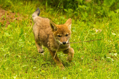 Picture of MINNESOTA-PINE COUNTY COYOTE PUP PLAYING WITH STICK 