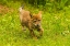 Picture of MINNESOTA-PINE COUNTY COYOTE PUP PLAYING WITH STICK 
