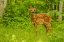 Picture of MINNESOTA-PINE COUNTY WHITE-TAILED DEER FAWN CLOSE-UP 