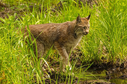 Picture of MINNESOTA-PINE COUNTY LYNX CLOSE-UP 