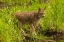 Picture of MINNESOTA-PINE COUNTY LYNX CLOSE-UP 