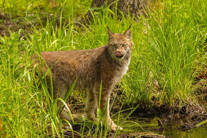 Picture of MINNESOTA-PINE COUNTY LYNX CLOSE-UP 