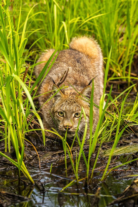 Picture of MINNESOTA-PINE COUNTY LYNX CLOSE-UP 