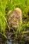 Picture of MINNESOTA-PINE COUNTY LYNX CLOSE-UP 