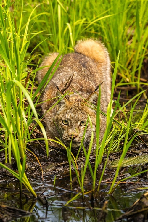 Picture of MINNESOTA-PINE COUNTY LYNX CLOSE-UP 