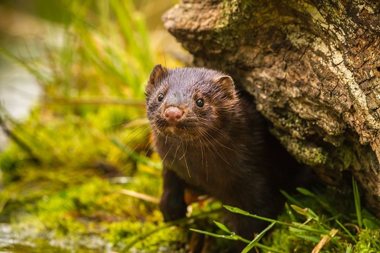 Picture of MINNESOTA-PINE COUNTY MINK IN LOG 