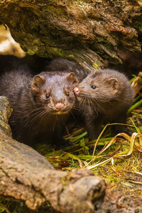 Picture of MINNESOTA-PINE COUNTY MINK MOTHER AND PUP IN LOG 
