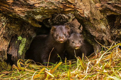 Picture of MINNESOTA-MINK IN LOG-CAPTIVE