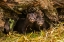 Picture of MINNESOTA-MINK IN LOG-CAPTIVE