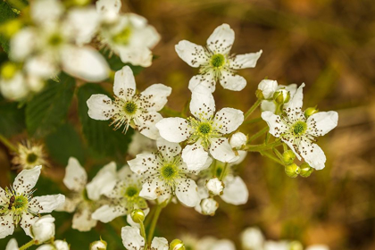 Picture of MINNESOTA-PINE COUNTY-BLACKBERRY BLOSSOMS