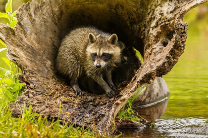 Picture of MINNESOTA-YOUNG RACCOON IN LOG-CAPTIVE