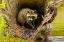 Picture of MINNESOTA-YOUNG RACCOON IN LOG-CAPTIVE