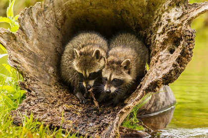 Picture of MINNESOTA-YOUNG RACCOONS IN LOG-CAPTIVE
