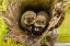 Picture of MINNESOTA-YOUNG RACCOONS IN LOG-CAPTIVE