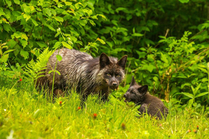Picture of MINNESOTA-RED FOX-ADULT AND PUP-CAPTIVE-BLACK MORPH