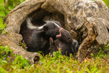 Picture of MINNESOTA-PINE COUNTY STRIPED SKUNK MOTHER WITH KIT 
