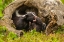 Picture of MINNESOTA-PINE COUNTY STRIPED SKUNK MOTHER WITH KIT 