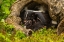 Picture of MINNESOTA-STRIPED SKUNK-MOTHER AND KIT IN LOG-CAPTIVE