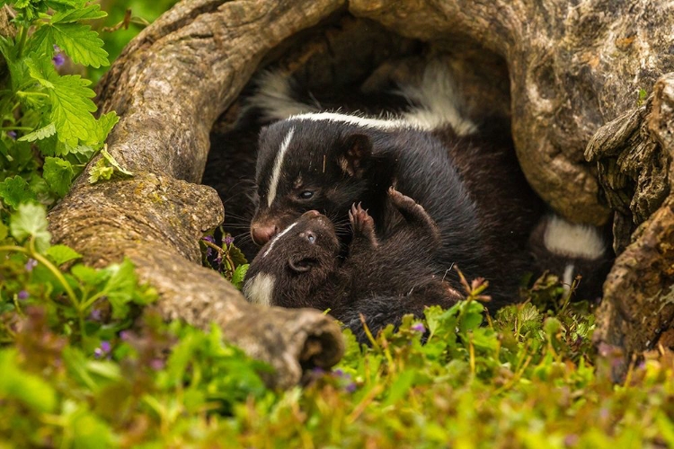 Picture of MINNESOTA-STRIPED SKUNK-MOTHER AND KIT IN LOG-CAPTIVE