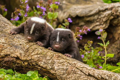 Picture of MINNESOTA-PINE COUNTY STRIPED SKUNK KITS ON LOG 