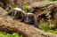 Picture of MINNESOTA-PINE COUNTY STRIPED SKUNK KITS ON LOG 