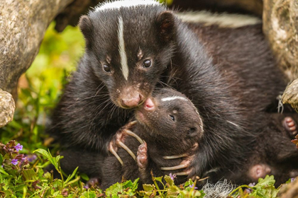 Picture of MINNESOTA-STRIPED SKUNK-MOTHER AND KIT IN LOG-CAPTIVE