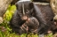 Picture of MINNESOTA-STRIPED SKUNK-MOTHER AND KIT IN LOG-CAPTIVE