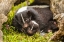 Picture of MINNESOTA-STRIPED SKUNK-MOTHER AND KIT IN LOG-CAPTIVE