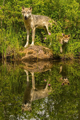 Picture of MINNESOTA-PINE COUNTY WOLF AND PUP REFLECT IN POND 