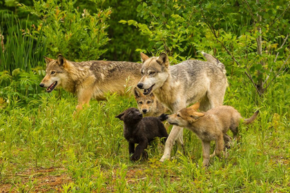 Picture of MINNESOTA-PINE COUNTY ADULT WOLVES AND PUPS 