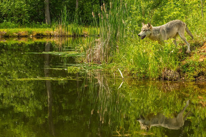 Picture of MINNESOTA-PINE COUNTY WOLF REFLECTS IN POND 