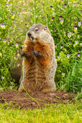 Picture of MINNESOTA-WOODCHUCK EATING-CAPTIVE