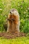 Picture of MINNESOTA-WOODCHUCK EATING-CAPTIVE