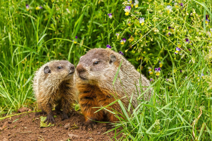 Picture of MINNESOTA-PINE COUNTY ADULT WOODCHUCK AND KITS 