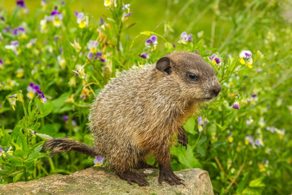 Picture of MINNESOTA-WOODCHUCK KIT-CAPTIVE