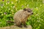 Picture of MINNESOTA-WOODCHUCK KIT-CAPTIVE