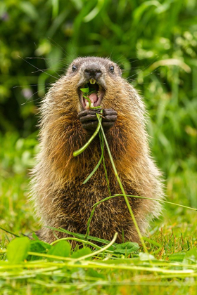 Picture of MINNESOTA-WOODCHUCK-EATING-TEETH-CAPTIVE