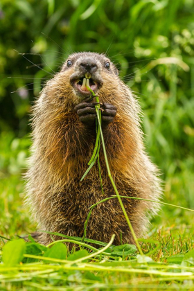Picture of MINNESOTA-PINE COUNTY ADULT WOODCHUCK EATING 