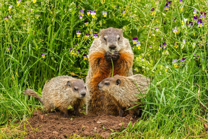 Picture of MINNESOTA-PINE COUNTY ADULT WOODCHUCK EATING AND KITS 