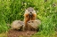 Picture of MINNESOTA-PINE COUNTY ADULT WOODCHUCK EATING AND KITS 