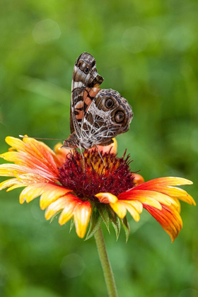 Picture of A VIRGINIA LADY BUTTERFLY LANDS ON GAILLARDIA