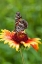Picture of A VIRGINIA LADY BUTTERFLY LANDS ON GAILLARDIA