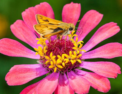 Picture of A SKIPPER LANDS ON A ZINNIA FLOWER