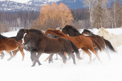 Picture of RODEO HORSES RUNNING DURING WINTER ROUNDUP-KALISPELL-MONTANA