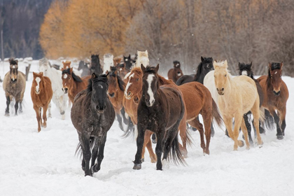 Picture of RODEO HORSES RUNNING DURING WINTER ROUNDUP-KALISPELL-MONTANA