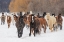 Picture of RODEO HORSES RUNNING DURING WINTER ROUNDUP-KALISPELL-MONTANA