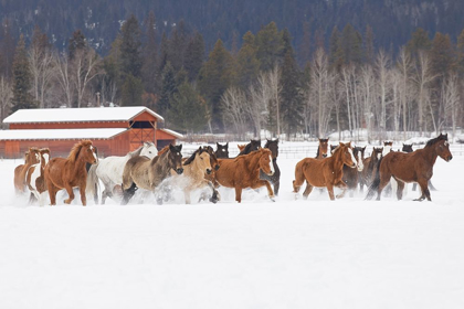 Picture of RODEO HORSES RUNNING DURING WINTER ROUNDUP-KALISPELL-MONTANA