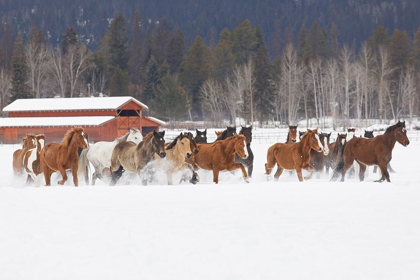 Picture of RODEO HORSES RUNNING DURING WINTER ROUNDUP-KALISPELL-MONTANA